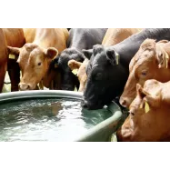 Water trough 1000l Kerbl