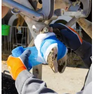 Bandage 10cm Vetlastic