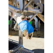 Bandage 10cm Vetlastic