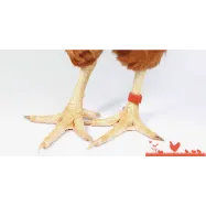 copy of Lindude märgistusvõrud