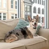 Haukunestopanta pienelle koiralle