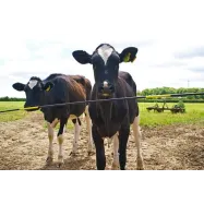 Elektrikarjuse väravakomplekt ELECTRO GATE 5m