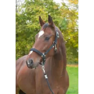 Halter Dexter Covalliero