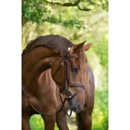 Bridle Classic Covalliero
