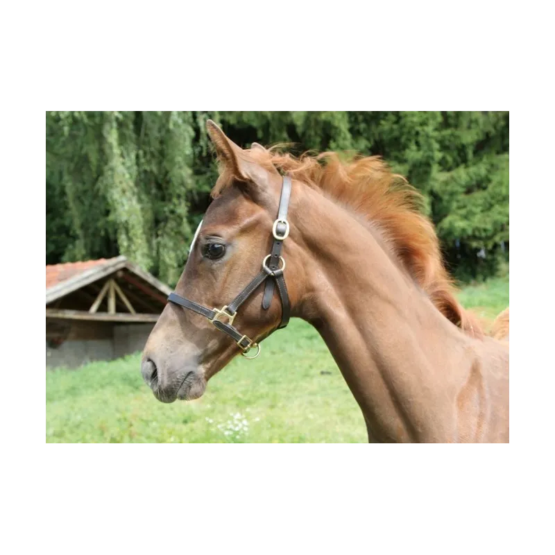 Halter Eco Foal Kerbl