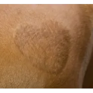 Shearing template Kerbl