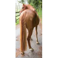 Shearing template Kerbl