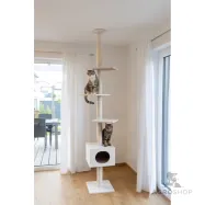 copy of Kassi ronimispuu Gentle Giant