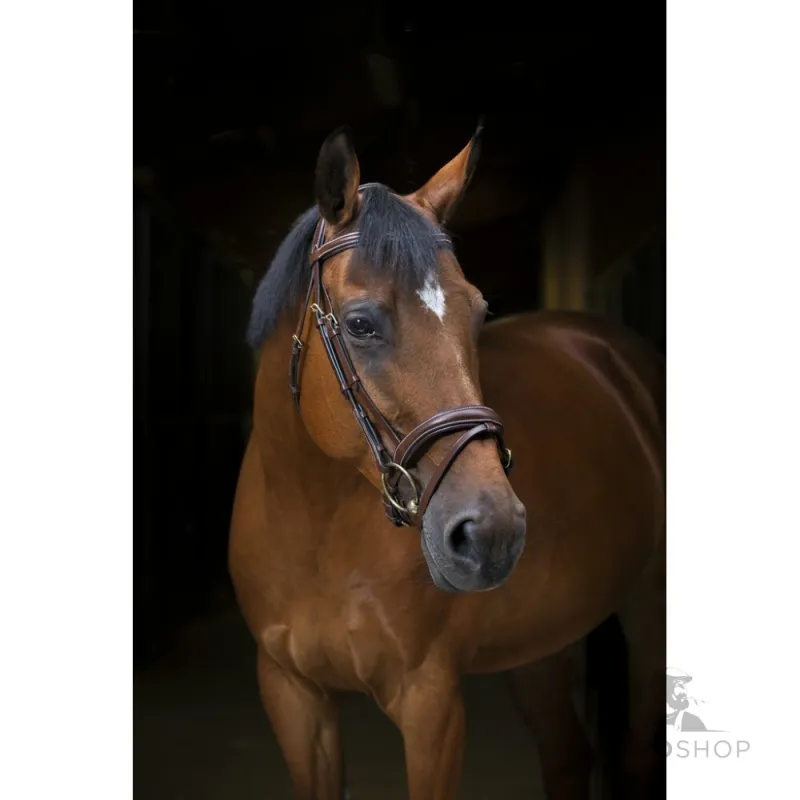 Bridle Wave Eric Thomas Pro