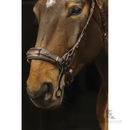 Hackamore bridle Norton Pro