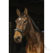 Hackamore bridle Norton Pro