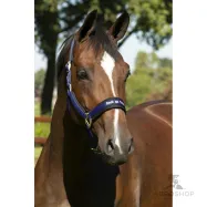 Halter Werano Back On Track®