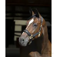 Halter Werano Back On Track®