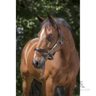 Leather Halter Grooming Norton Pro