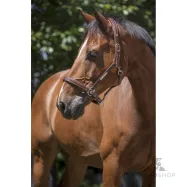 Leather Halter Grooming Norton Pro