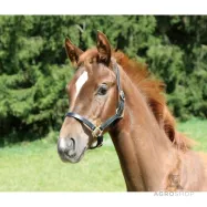 Halter Eco Foal Kerbl