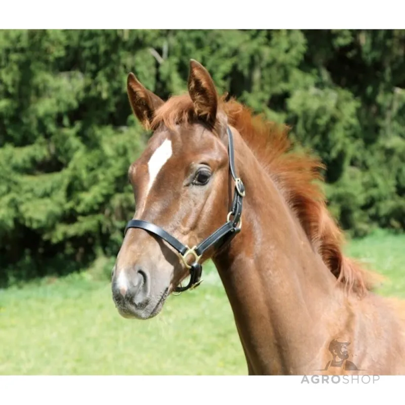 Halter Eco Foal Kerbl