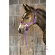 Foal headcollar + lead rope Norton
