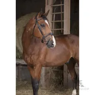 Bridle Vague Norton Pro