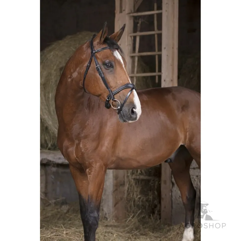 Bridle Vague Norton Pro