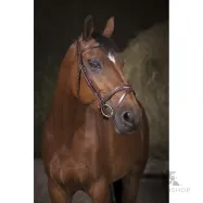 Bridle Vague Norton Pro