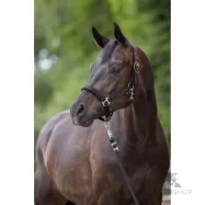 Halter Dexter Covalliero