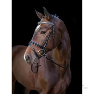 Bridle Kingston Covalliero