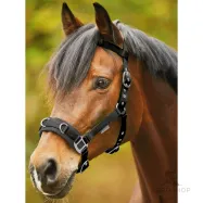 Lunging halter Economic Waldhausen