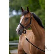 Halter TopLine Covalliero