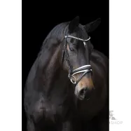 Bridle Fria Imperial Riding