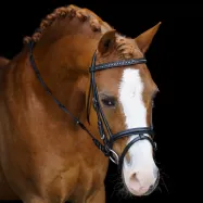 Shetty bridle Stormy Imperial Riding