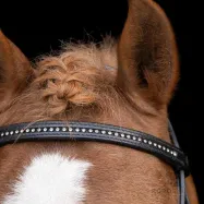 Shetty bridle Stormy Imperial Riding