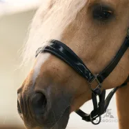 Leather halter Hera Imperial Riding