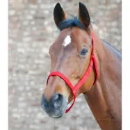 Halter Pasture Waldhausen