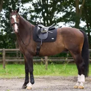 Saddlepad Performance DR HV Polo