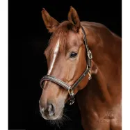Leather halter Crystal Waldhausen X-Line