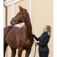 Halter Royal Waldhausen S-Line