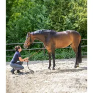 Whip Contact Waldhausen