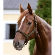 Halter Athletic Waldhausen