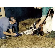 Poikimisen vetolaite