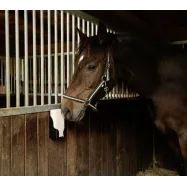 Salt Lick Brick 4x2kg Delizia®